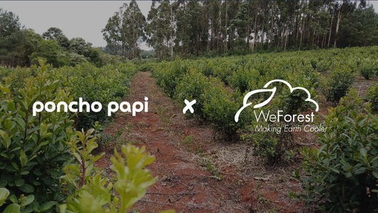 Image of flourishing trees in Argentina, illustrating poncho papi's partnership with WeForest